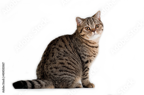 Brown tabby british cat sitting in profile on white background