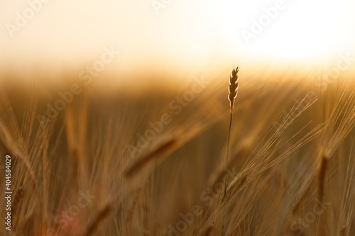spike of wheat on the background of a blurred field in the summer