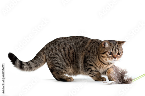 Brown tabby british cat playing on white background © katamount