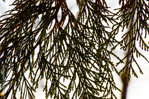 Pine tree leaves close-up and macro, green nature background, sunlight photo