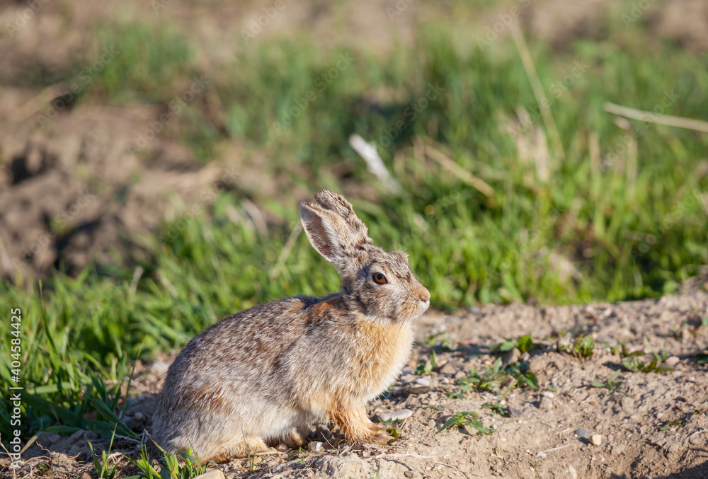 Hare Hare
