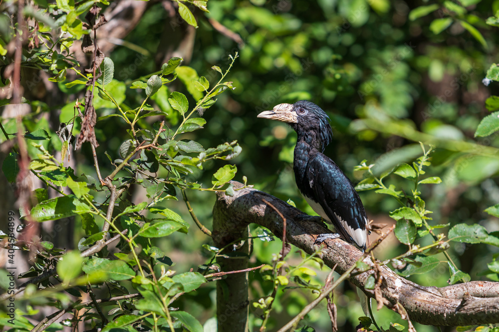 Black Whistling Hornbill - Bycanistes fistulator sitting on a branch in green bushes.
