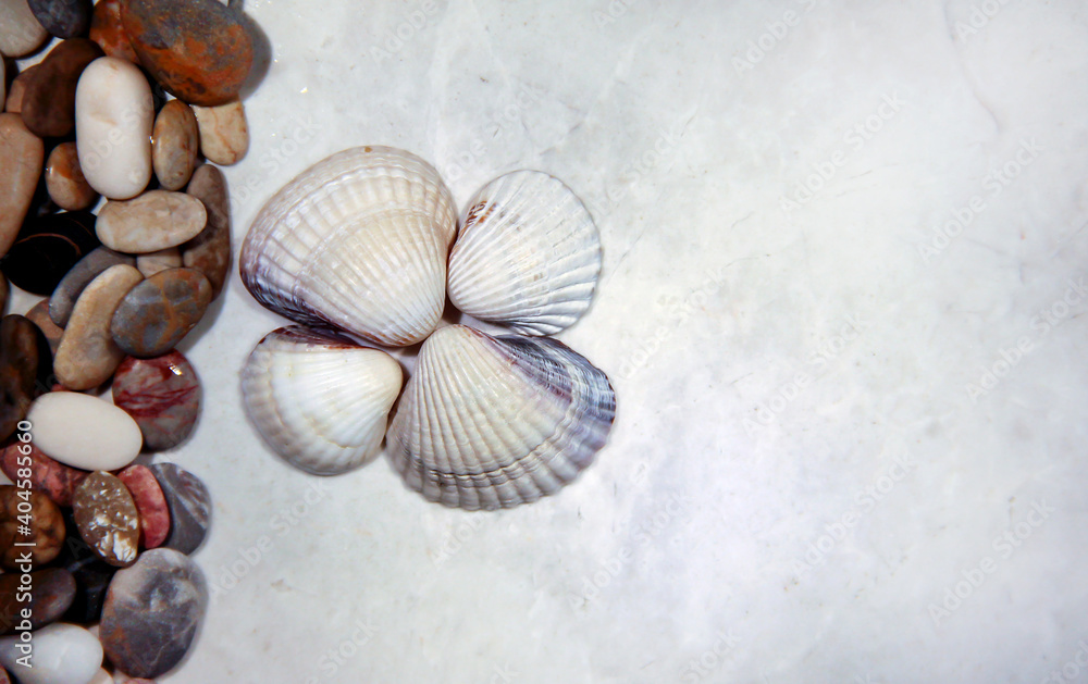 Seashells on a light background. Marine background.