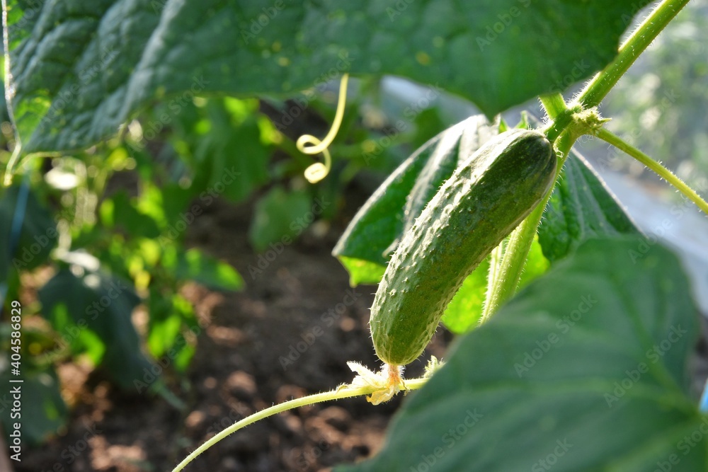 Growing cucumber plants in homemade greenhouse with selective focus and blurred green leaves on background. Fresh organic green cucumbers Growing cucumber plants in homemade greenhouse with selective focus and blurred green leaves on background. Fresh organic green cucumbers