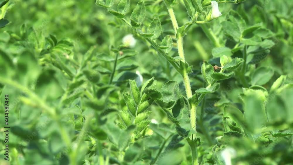chickpea plants during flowering in the field chickpea plants during flowering in the field