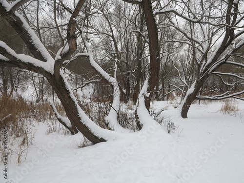 trees in snow © Стефания Бай