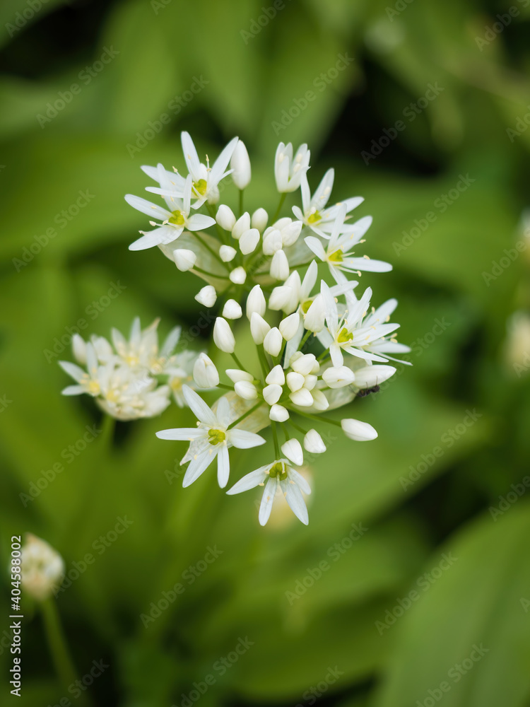 Beautiful blooming white flowers of ramson - wild garlic (Allium ursinum) plant in homemade garden. Close-up. Organic farming, healthy food, BIO viands, back to nature concept. Beautiful blooming white flowers of ramson - wild garlic (Allium ursinum) plant in homemade garden. Close-up. Organic farming, healthy food, BIO viands, back to nature concept.