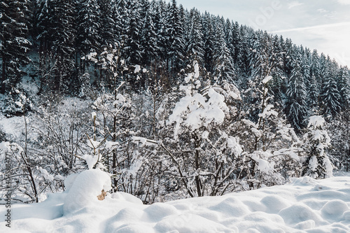 trees in norway in winter with snow