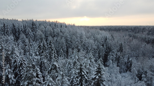 Sunset drone shot of the winter forest in Russia, Karelia