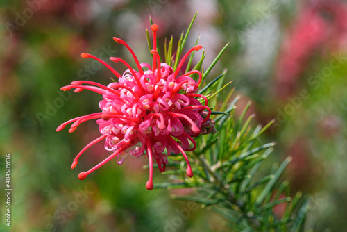 Grevillea juniperina flower photo