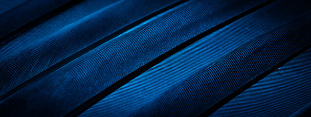 blue feather pigeon macro photo. texture or background