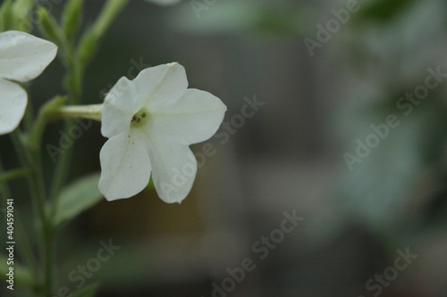 Fototapeta Naklejka Na Ścianę i Meble -  white flowers of a plant