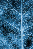 Tree leaf close up. Dark blue plant background or wallpaper. A mosaic pattern similar to an x-ray image. Impressive and dramatic monochrome autumn backdrop. Vertical shot