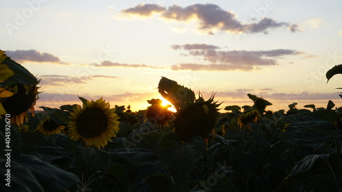 Sunflower field at sunset