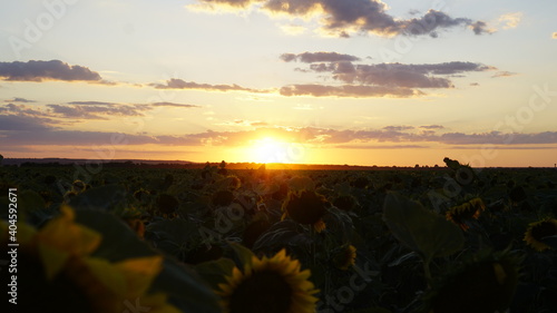 Sunflower field at sunset