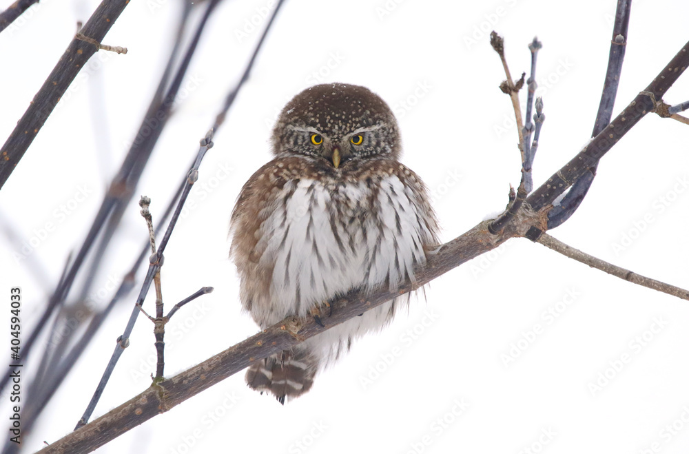 Fotografie Eurasian Pygmy-Owl