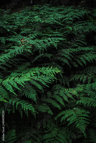 green fern background