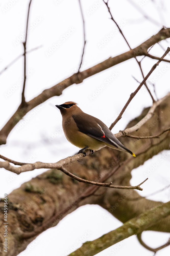 Portrait of small cedar waxwing bird sitting perched in tree branches Portrait of small cedar waxwing bird sitting perched in tree branches