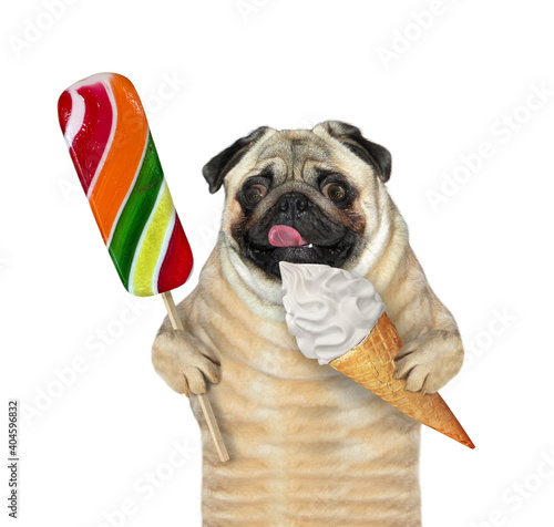 A pug dog holds a colored lollipop and an ice cream cone. White background. Isolated.