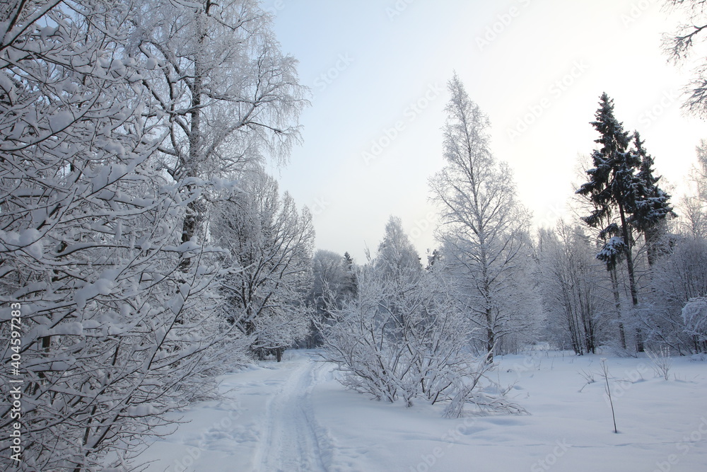 Snow covered forest in winter with big snowy fir-trees in Gatchina park, Saint-Petersburg region, Russia
