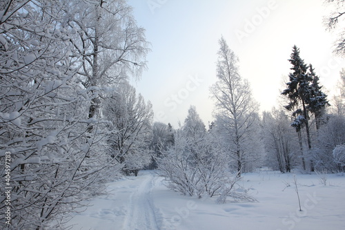 Snow covered forest in winter with big snowy fir-trees in Gatchina park, Saint-Petersburg region, Russia © Dmitrii