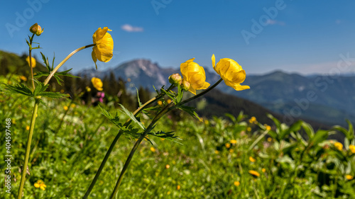 Trollblumen im Gebirge