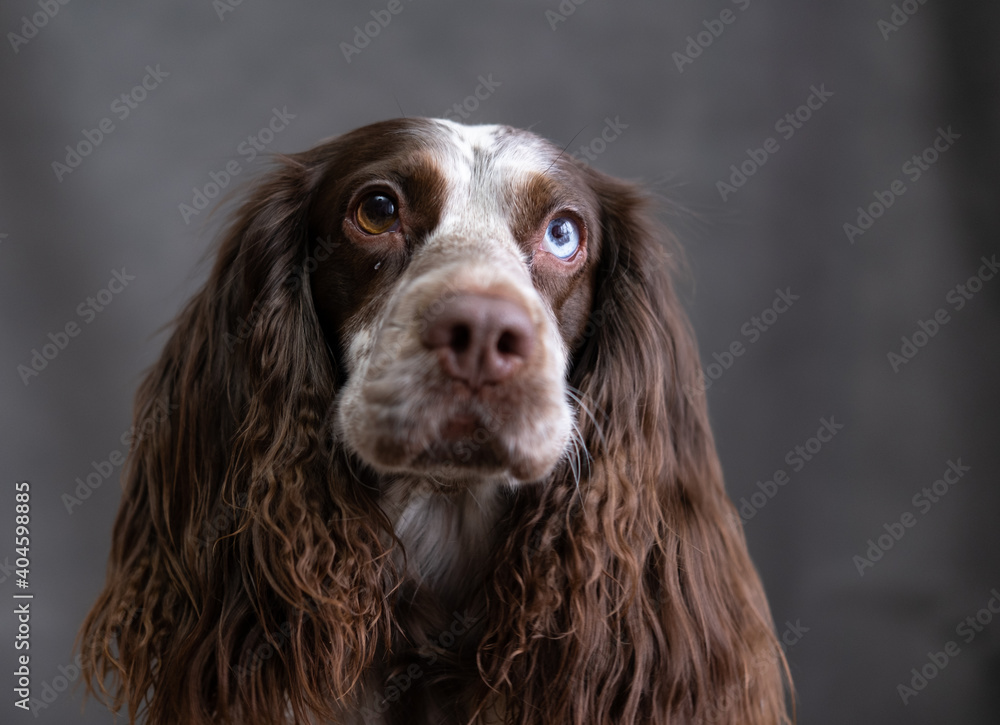 Chocolate spaniel with different eyes on grey background looking at camera