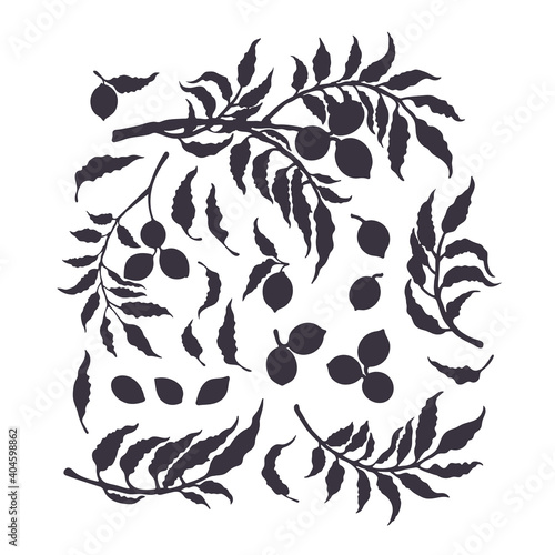 Pecan set. Vector silhouette. Botanical bio shape