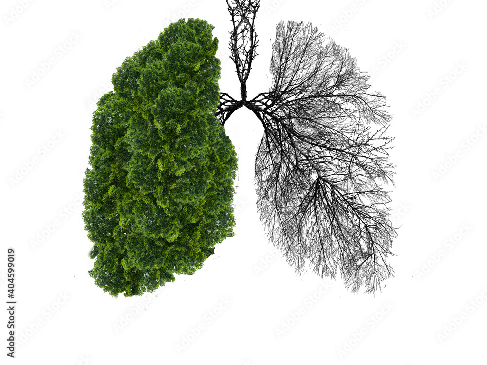 Abstract silhouette of lungs on a white background . Trees are the