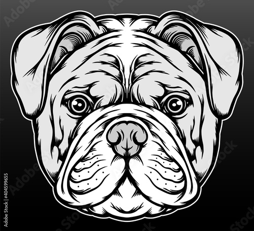 Black white american bulldog