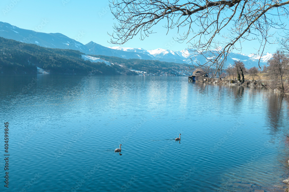 Young swans swimming across the Millstaetter lake in Austria. The swan changes feather to white. The lake is surrounded by high Alps. Snow capped mountains. Wilderness. Baren tree branches. Winter