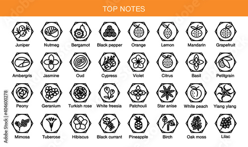 Vector icons aromas top notes. Top notes pyramid chart with examples of popular aroma essences. Scent categories are oriental, woody, fresh and floral. Trend  examples of scents.