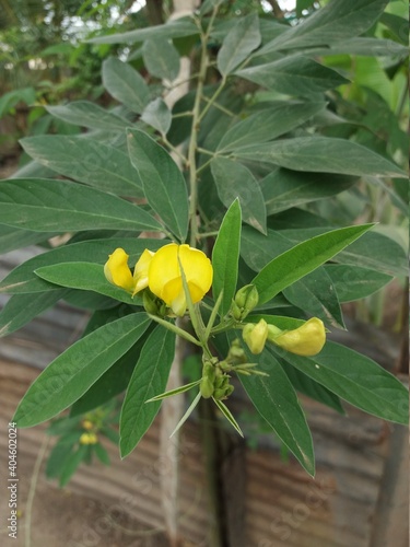 Wallpaper Mural Naturaleza de la amazonia - Perù Torontodigital.ca