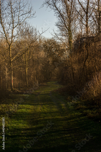 Weg in den Wald bei Abendd  mmerung