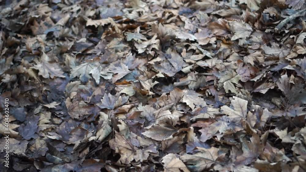 autumn leaves that start to rot autumn leaves that start to rot
