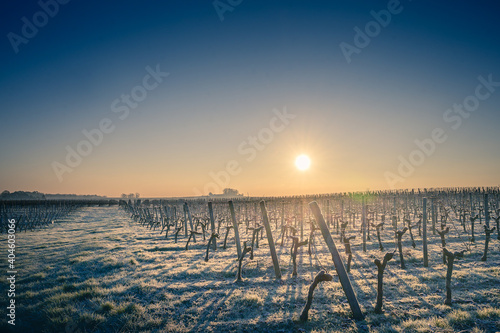 Matinée givrée sur le vignoble bordelais photo