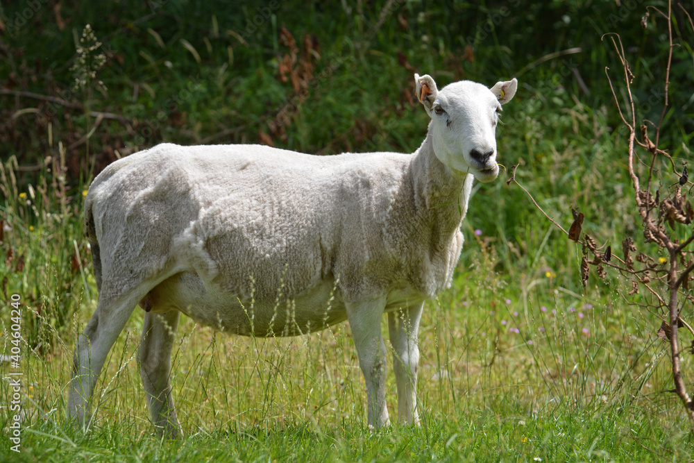 Recently sheared white sheep in tall grass.