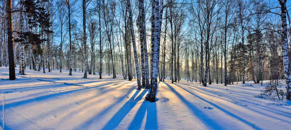 Εκτύπωση καμβά Panorama of winter birch forest illuminated with golden light of setting sun,  Golden sunlight among white trunks of birch trees and blue shadows on white snow