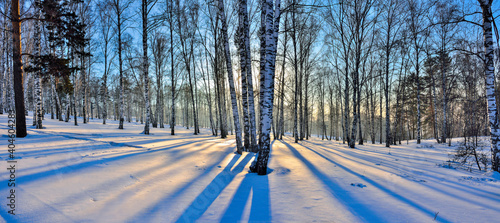 Panorama of winter birch forest illuminated with golden light of setting sun,  Golden sunlight among white trunks of birch trees and blue shadows on white snow. Fairy tale of winter forest photo