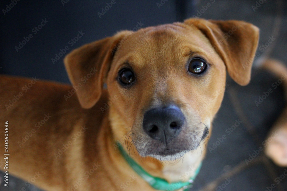 Domestic light brown cute confused pet dog portrait