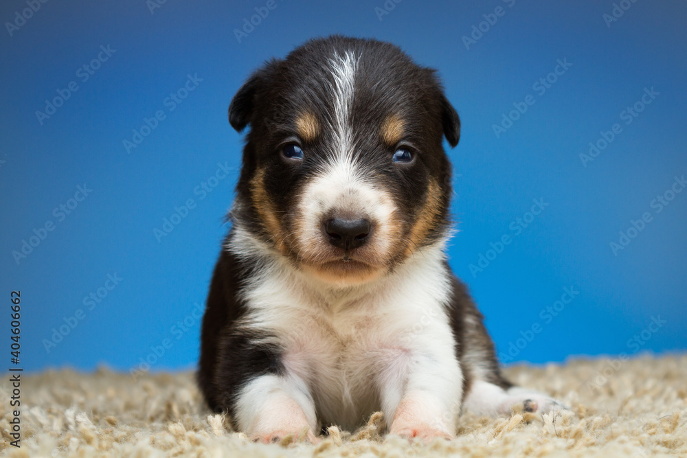 cute tiny border collie dog puppy lying down on a fluffy carpet against a colorful background in a studio