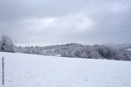 blizzard in mountains. magic scenery with clouds and fog on a sunny winter morning. trees in mist on a snow covered meadow. cold weather