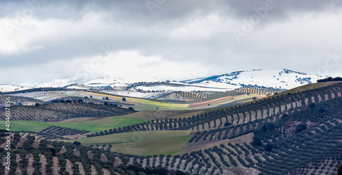 Andalusian rural landscape with olive trees and other growing areas in winter