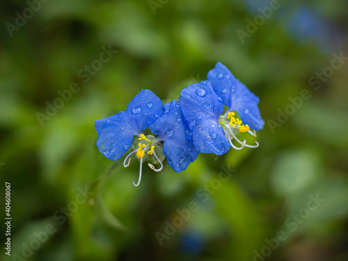 trapoeraba flower after summer rain in Brazil photo