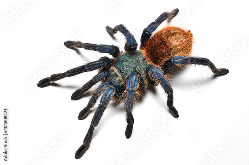 Closeup of greenbottle blue tarantula spider Chromatopelma cyaneopubescens from Venezuela