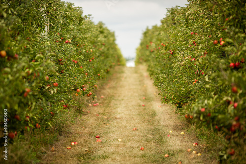 Murais de parede standing in middle of apple orchard trees lining a path