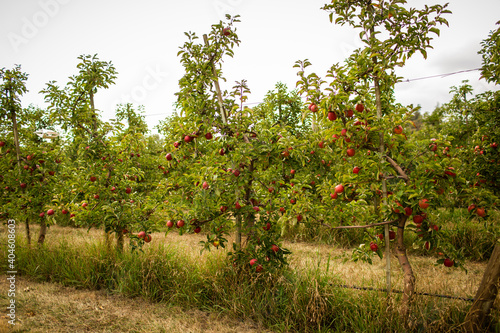 apples on a tree in the middle of an orchard
