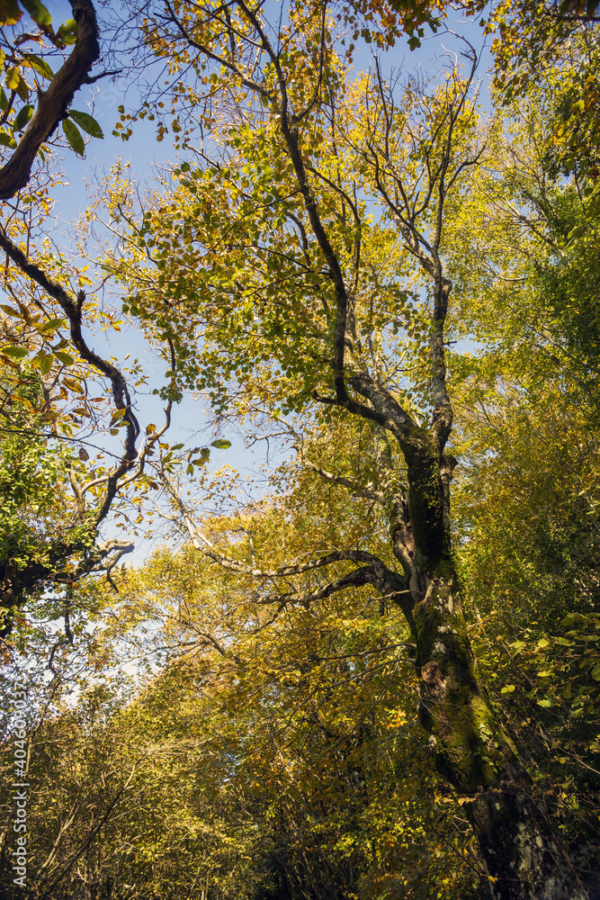 Fototapeta premium Cable mountain in Rome. The sacred way and woods in autumn. Colors, nature and a fairytale landscape