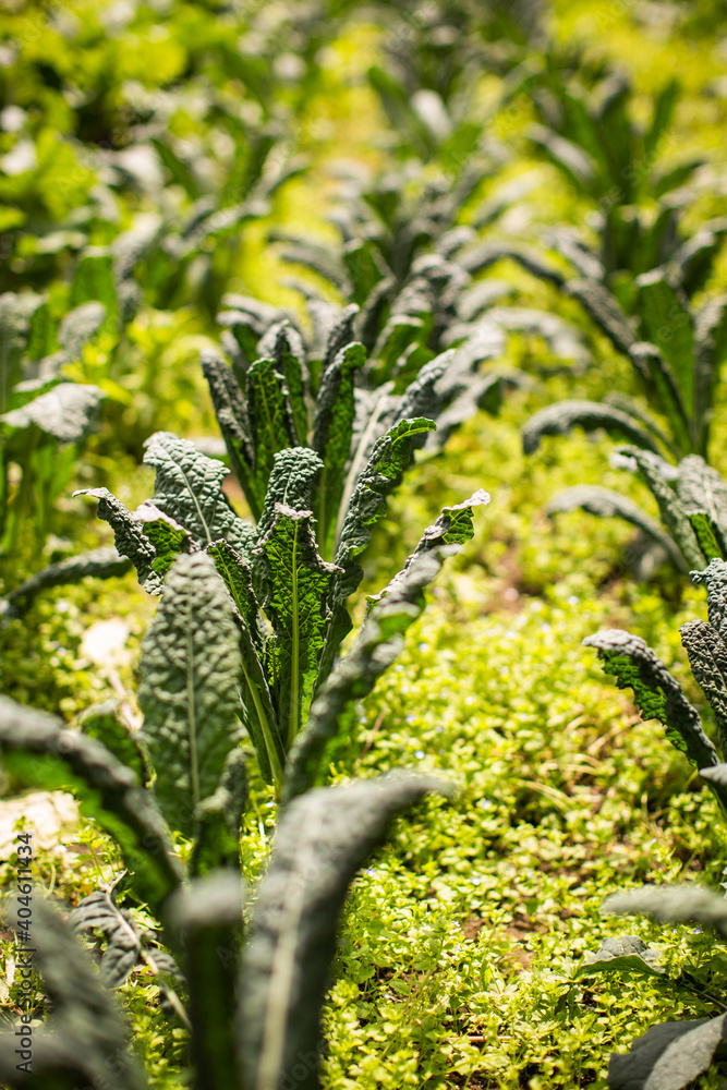 green kale in rows growing on a farm green kale in rows growing on a farm