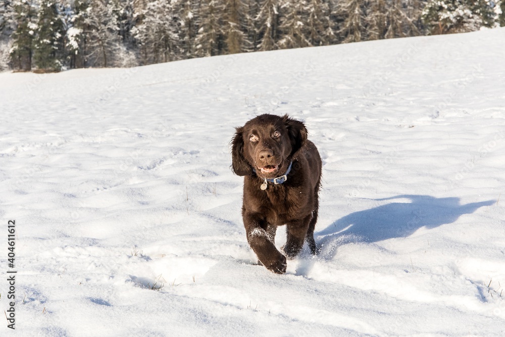 Brown flat coated retriever puppy outdoor on the snow in winter. Brown retriever running in deep snow. Brown flat coated retriever puppy outdoor on the snow in winter. Brown retriever running in deep snow.